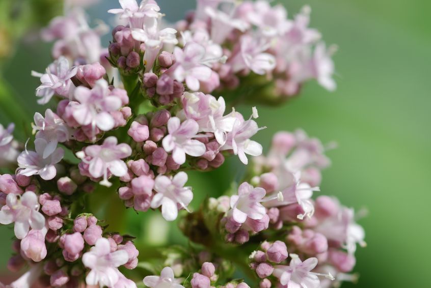 The Herb Valerian and Concluding Remarks